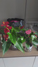 紅掌盆栽室內花卉綠植客廳陽(yáng)臺四季好養盆景辦公室桌面植物擺件花 粉掌+紅掌+（2個(gè)透明吸水盆） 30cm-40cm高 曬單實(shí)拍圖