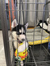 涴喵純種哈士奇幼犬家養狗狗活體幼崽二哈小狗 寵物級 【精品哈士奇】 曬單實(shí)拍圖