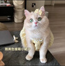 貓咪衣服小貓裙子春夏防掉毛寵物連衣裙金漸層德文布偶薄款可愛(ài)狗 鵝黃色雛菊裙 XL 曬單實(shí)拍圖