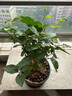 開時果 茉莉花盆栽濃香型 桌面綠植物陽臺花卉樹苗盆景擺件源頭直發(fā)包郵 精品茉莉花5-10株【加侖盆】 曬單實拍圖