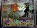 共度（Gong Du）加熱棒小魚(yú)缸自動(dòng)恒溫加溫迷你微型usb石英玻璃養(yǎng)魚(yú)用品加熱器 20W 220V插銷(xiāo)款【非USB 小米魚(yú)缸適用】 曬單實(shí)拍圖