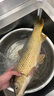 紅狼新關(guān)東子線雙鉤手工精綁成品黑坑野釣鯉魚草魚無刺魚鉤套裝 曬單實(shí)拍圖