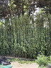 沐鄉田叢生北海道大葉黃楊樹(shù)苗綠籬冬青工程綠化四季常青不落葉庭院圍墻 叢生北海道黃楊2-4叉1-1.2米10棵 曬單實(shí)拍圖
