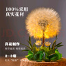 蒲公英永生干花束小夜燈送女朋友生日禮物同學(xué)閨蜜桌面母親教師節(jié) 漸變秋色-蒲公英【禮盒裝】 曬單實拍圖