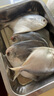 鮮京采三去海鱸魚3斤/3條 生鮮魚類 白蕉鱸魚地標(biāo) 無冰凈重3斤 源頭直發(fā) 曬單實(shí)拍圖