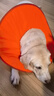 伯納天純中大型犬全價(jià)成年犬糧金毛寵物主糧羊肉蔓越莓15kg/30斤 曬單實(shí)拍圖
