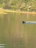邁高登釣魚(yú)聲吶打窩船帶探魚(yú)器gps定位自動(dòng)返航水溫水深船高速拉網(wǎng)船 單倉 GPS款探魚(yú)水溫水深22000*2 曬單實(shí)拍圖