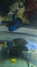 泰國斗魚(yú)婚紗仙女款半月純白超美母魚(yú)網(wǎng)紅寵物淡水小型熱帶觀(guān)賞魚(yú) A級精品黑色獅王-送魚(yú)糧 曬單實(shí)拍圖