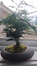 LZJV文竹盆栽桌面綠植室內(nèi)植物辦公桌辦公室盆景凈化花卉空氣茶桌擺件 3年精品文竹(原盆發(fā)貨) 曬單實(shí)拍圖