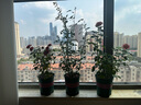 景郁春 JIRYUCUR玫瑰花苗特大花月季花苗綠植陽臺(tái)盆栽薔薇花苗卡羅拉源頭直發(fā) 曬單實(shí)拍圖