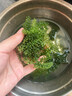 骉祥海葡萄鹽漬新鮮海洋綠色蔬菜植物界的魚子醬海藻草涼拌菜100ge 兒童海葡萄1袋*100g 曬單實拍圖