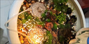 瘋狂水草坨草魚缸水草植物直接入缸真水草4棵魚缸造景套餐 源頭直發(fā)包郵 曬單實(shí)拍圖
