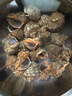 瑞陽水產(chǎn)丹東東港鮮活大香螺大海螺生蠔鮑魚海螺扇貝特大野生螺 大海螺 一斤 6-8只 曬單實(shí)拍圖