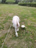 伯納天純中大型犬全價成年犬糧金毛寵物主糧羊肉蔓越莓15kg/30斤 曬單實拍圖