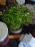 幼薇小葉赤楠盆景擺件 室內(nèi)綠植花卉盆栽老樁客廳辦公室桌面好養(yǎng)植物 小葉赤楠+紫砂盆+圓形底盤 帶盆栽好 曬單實(shí)拍圖