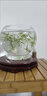 飛鶴（FIRMUS）臻稚卓蓓有機(jī)嬰兒配方1段牛奶粉（0-6個月嬰兒適用）700克 1段 700g 6罐 曬單實拍圖