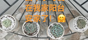 綠蔭巷子多肉植物組合套餐肉肉室內(nèi)植物辦公室電腦桌面盆栽好養(yǎng)活小盆栽 【昂斯諾】精養(yǎng)大顆 含瓷盆+托 曬單實(shí)拍圖