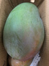 集南鮮 攀枝花凱特芒果 現(xiàn)摘熱帶新鮮生鮮水果整箱青黃皮大芒果 凈重4.5甄選大果 單果600起 曬單實拍圖