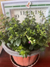 花苗盆栽花卉四季開(kāi)花綠植室外易活好養庭院小區綠化工不支持退貨 滿(mǎn)天星 中苗1盆 16#培育盆 曬單實(shí)拍圖