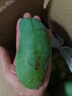 壹萌果蔬金煌芒芒果 當(dāng)季現(xiàn)摘廣西大芒果新鮮水果青皮芒果整箱送禮 5斤精品果【單果150g+】 凈4.5斤 曬單實(shí)拍圖
