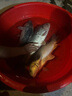 沃鼎王者神劍三代魚竿超輕綜合輕量大物竿鯽魚竿巨物竿魚桿手竿臺釣竿 6.3m 【全水域征服者】5.5H 曬單實(shí)拍圖