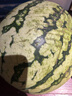 正宗河南沙地頭茬麒麟西瓜新鮮水果冰糖脆甜薄夏季生鮮沙瓤大西瓜 特級(jí)麒麟西瓜丨凈重8-9斤裝 有籽/無籽隨機(jī)發(fā)貨 曬單實(shí)拍圖