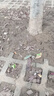 金蟬幼苗爬叉卵種知了猴養殖基地孵化蟬蟻幼苗金蟬子活苗正宗鮮活 二盒2克約8000只【送螞蟻藥】 曬單實(shí)拍圖