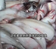 森農(nóng)樂豆腐魚舟山特產(chǎn)龍頭魚鮮活冷凍海鮮水產(chǎn)九肚魚生鮮海魚水潺3斤裝 凈重1500g【鮮肥嫩滑】 曬單實(shí)拍圖