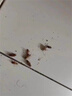 范泳辰蟑螂藥特效強(qiáng)力全窩端蟲卵雙殺蟑螂屋膠餌盒家用室內(nèi)滅除小強(qiáng)神器 強(qiáng)效型【1盒10枚】蟑螂藥 曬單實(shí)拍圖