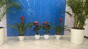 植男植女客廳綠色植物散尾葵大型綠植鳳尾竹室內(nèi)盆栽夏威夷竹花卉源頭直發(fā) 曬單實拍圖