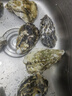 貝司令 鮮活乳山生蠔6XL 凈重4.5斤 6-8只 生鮮海鮮貝類 源頭直發(fā) 曬單實(shí)拍圖