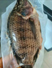 翔泰海南三去羅非魚/海南鯛1400g/共4條免處理 生鮮魚類 海鮮水產(chǎn)  曬單實拍圖
