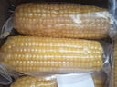 京鮮生東北黃糯玉米棒200g×8根 甜黏玉米 多種包裝隨機發(fā)貨 源頭直發(fā) 曬單實拍圖