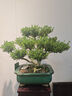 潮裕盆景黃楊盆景精品矮霸老樁造型真樹室內(nèi)花卉綠植盆栽客廳陽臺玄關(guān)擺件 黃楊盆景107 帶盆栽好 曬單實拍圖