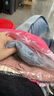 G.DUCKKIDS小黃鴨女童夏裝牛仔套裝2025新款兒童闊腿褲兩件套寶寶夏季衣服 淺藍(lán)色 120 (建議105-115cm 4-5.2周歲) 曬單實(shí)拍圖