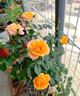 月季花苗四季開(kāi)花大花濃香型灌木月季苗庭院陽(yáng)臺盆栽地栽玫瑰花苗 果汁陽(yáng)臺【大花濃香，多季節開(kāi)花】 扦插小苗15-25cm高 1棵 曬單實(shí)拍圖