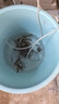 小泥鰍鮮活 筏釣活體誘餌泥鰍 養(yǎng)殖泥鰍苗 寵物活體飼料打窩鰍魚 100條4-6cm長度 另加10條防損差 曬單實拍圖