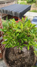 意軒【帶果子】火棘苗 火棘樹(shù)苗火棘沙棘盆景盆栽樹(shù)樁觀(guān)果植物陽(yáng) 4年苗(當年結果帶土球發(fā)) 曬單實(shí)拍圖