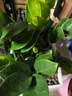 金錢樹盆栽室內(nèi)大盆植物客廳好養(yǎng)辦公室綠植花卉錢串子招財(cái)進(jìn)寶樹 50-60厘米【7-11棵】 基地養(yǎng)殖盆 曬單實(shí)拍圖