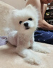 維克藥浴香波派奧潔康泰樂(lè )狗狗沐浴露寵物藥浴犬貓皮膚滋養護理除異味貓咪洗澡 維克康泰樂(lè )237ml 無(wú)防偽碼 介意慎拍 曬單實(shí)拍圖