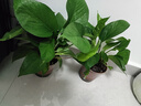綠蘿盆栽室內(nèi)客廳綠植花卉 家用凈化空氣綠籮植物吸除甲醛吊蘭 高20CM【加侖吸水】8盆+噴壺+5肥 曬單實(shí)拍圖