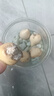 5顆郁金香種球水培荷蘭進口重瓣室內(nèi)花好活土養(yǎng)陽臺盆栽植物花種 混色5顆種球+玻璃瓶+石子+營養(yǎng)液 曬單實拍圖