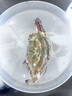 舟山梭子蟹鮮活特大野生大螃蟹新鮮冷凍海鮮水產(chǎn)海蟹飛蟹白蟹順豐 7-9兩/只【5斤凈重 特大肥壯】 曬單實拍圖