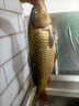 邁高登可視錨竿全套360度高清探魚(yú)器夜視水下攝像頭視頻錨魚(yú)竿釣魚(yú)神器 5.5寸超清防水+13000輪+感溫感深 曬單實(shí)拍圖