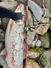 冶豬精工冶豬控魚(yú)器25款冶豬精工鈦合金路亞鉗不銹鋼高強度大物巨物控魚(yú)鉗 23款升級版控魚(yú)器 30CM 曬單實(shí)拍圖