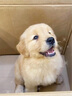 尚寶 狗糧20斤成犬幼犬金毛邊牧柯基柴犬法斗大型犬六拼凍干狗糧 曬單實拍圖