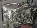 趕海弟 海帶結(jié)500g 鹽漬脫水海帶扣片絲 涼拌菜 煲湯火鍋食材 海鮮干貨 曬單實拍圖