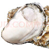 龍味福【活鮮】生蠔 乳山牡蠣 新鮮海蠣子生鮮貝類 【稀有超大號(hào)】7XL帶箱10斤生蠔 曬單實(shí)拍圖