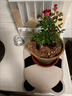 月季花苗四季開(kāi)花大花濃香型灌木月季苗庭院陽(yáng)臺盆栽地栽玫瑰花苗 小畫(huà)家【微月小花，多季節開(kāi)花】 扦插小苗15-25cm高 1棵 曬單實(shí)拍圖