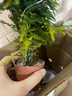 水培植物綠植盆栽室內(nèi)客廳辦公室桌面小盆景花卉綠蘿發(fā)財樹好養(yǎng)活 【文竹】+簡歐透明吸水盆 曬單實拍圖